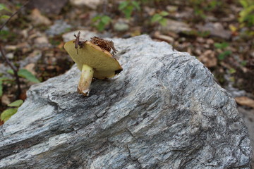The mossiness mushroom collected in summer lies on a stone.