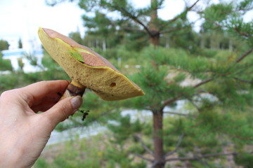 Mushroom mossiness in the summer in the hand of man.