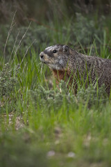 Yellow-bellied Marmot