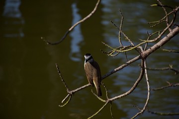bird, nature, wildlife, animal, wild, branch, tree, beak, birds, blue, colorful, kingfisher, green, color, wagtail, hummingbird, white, feathers, black, robin, songbird, feather, wing, yellow, beautif