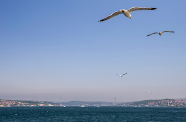 Fototapeta na wymiar A flock of seagulls flies in the sky over the Bosphorus.