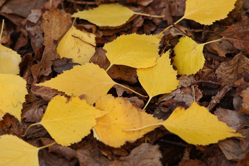 Autumn background of yellow birch leaves.