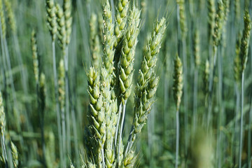 Bundle of wheat on the field.
