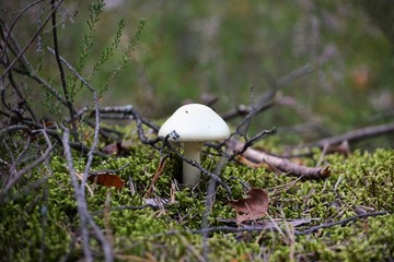 muchomor2 © Dariusz