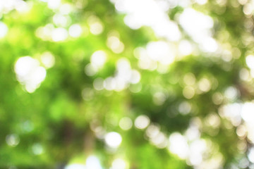 Obraz premium Green bokeh nature abstract background.