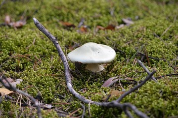 muchomor1 © Dariusz