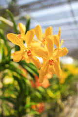 Fototapeta premium Mokara Yellow flower orchid blooming in the orchid.