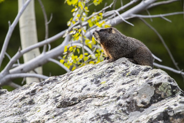 Yellow-bellied Marmot