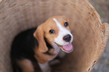 Beagle puppy in the wicker basket.
