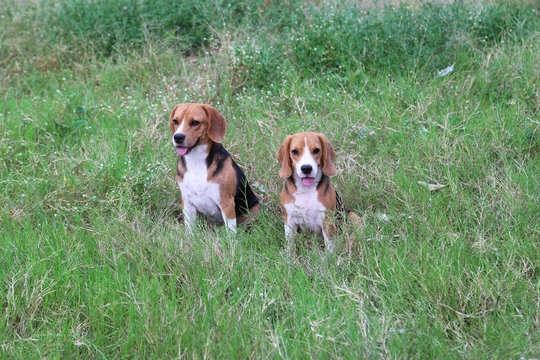 A couple of beagle dog playing on the green grass outdoor.