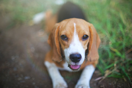 An adorable beagle dog looking straight on the camera .