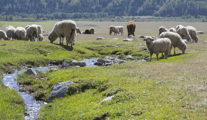 Obraz premium Sheep in the pasture near the river