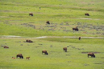bison (Bison bison), Lammar Valley, Yellowstone NP, Wyoming