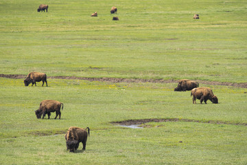 bison (Bison bison), Lammar Valley, Yellowstone NP, Wyoming