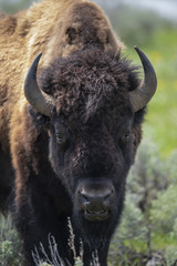 bison (Bison bison), Lammar Valley, Yellowstone NP, Wyoming