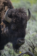 bison (Bison bison), Lammar Valley, Yellowstone NP, Wyoming
