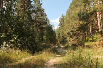 Fototapeta premium forest road