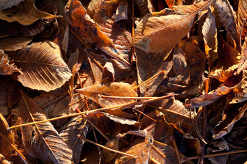 Pattern of fallen brown chestnut leaves lying on the ground in mild autumn sunlight