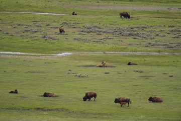 bison (Bison bison), Lammar Valley, Yellowstone NP, Wyoming