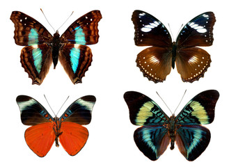 Obraz na płótnie Canvas butterfly set