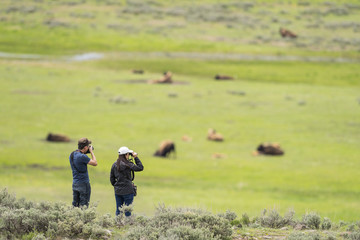 Tourist watching bison (Bison bison), Lammar Valley, Yellowstone NP, Wyoming © Enrique