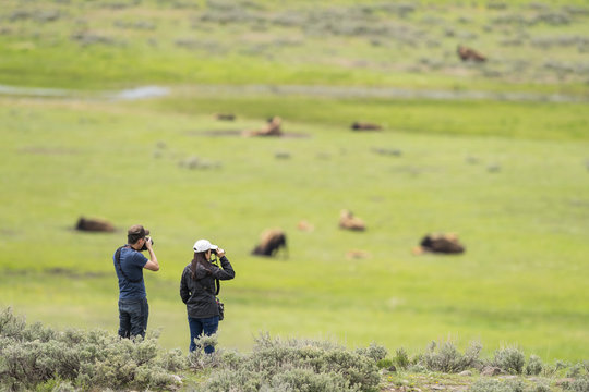 Tourist watching bison (Bison bison), Lammar Valley, Yellowstone NP, Wyoming
