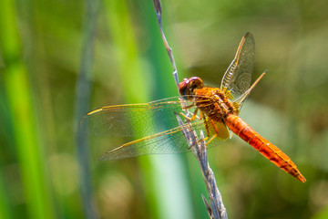 Red dragonfly resting still on grass on the camargue national park in provence