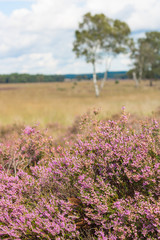 Calluna vulgaris, a typical heather flower blooming in the hoge veluwe, a heathland in the natherlands. a white birch and dry grass in the backgorund.