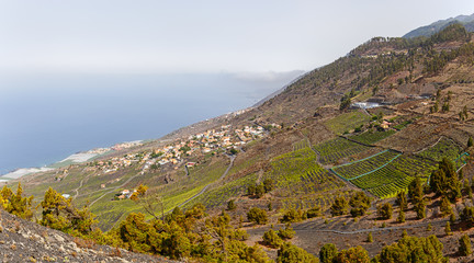 Fototapeta na wymiar Vineyards over lava fields in Fuencaliente, La Palma, Canary Islands
