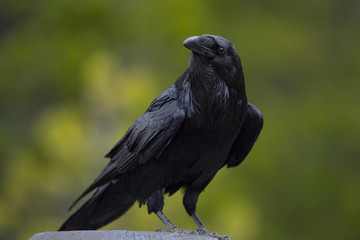 common raven (Corvus corax)