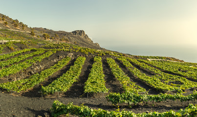 Vineyards over lava fields in Fuencaliente, La Palma, Canary Islands