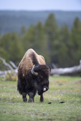 bison (Bison bison), Yellowstone NP, Wyoming