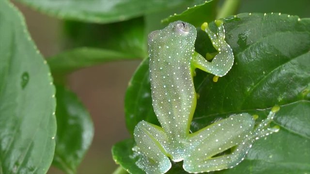 Close-up of the The Resplendent Cochran Frog (Cochranella resplendens) on  a leaf In the rainforest understory, Ecuador.