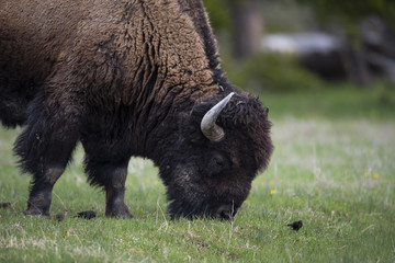 bison (Bison bison), Yellowstone NP, Wyoming