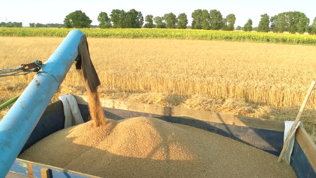 Pouring corn grain into tractor trailer after harvest. Filling a big trailer with wheat corns out of combine harvester on a beautiful day.