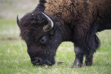bison (Bison bison), Yellowstone NP, Wyoming