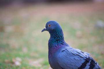 A domestic Pigeon sitting on the grass and looking curiously in its natural habitat.