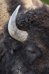 bison (Bison bison), Yellowstone NP, Wyoming