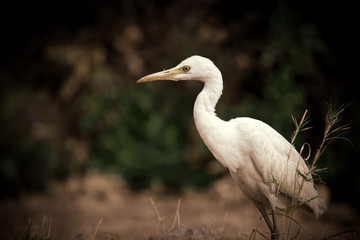 Cattle Egret in the garden in its natural habitat in a soft blurry background.