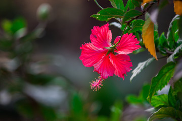 Fototapeta premium Beautiful Hibiscus flower together hanging from the plant in the garden with soft background