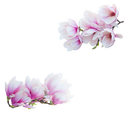 Magnolia Blooming Flowers branch isolated on white background
