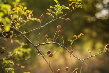 fresh wild organic rosehips on a branch 
