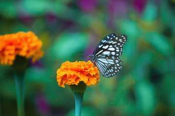 Fototapeta na wymiar Blue Spotted Butterfly