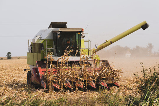 Combine harvests corn in the field in autumn
