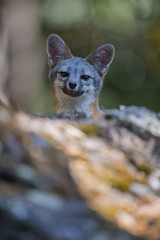 gray fox (Urocyon cinereoargenteus)