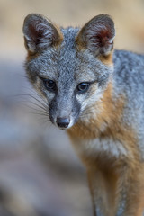 Naklejka na ściany i meble gray fox (Urocyon cinereoargenteus)