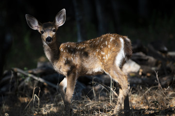 California mule deer (Odocoileus hemionus californicus) fawn in forest light