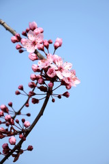 Freisteller, japanische Kirschblüte vor blauen Hintergrund