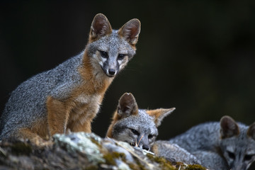 gray fox (Urocyon cinereoargenteus) - 223926994