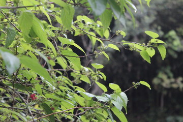 Little flowers